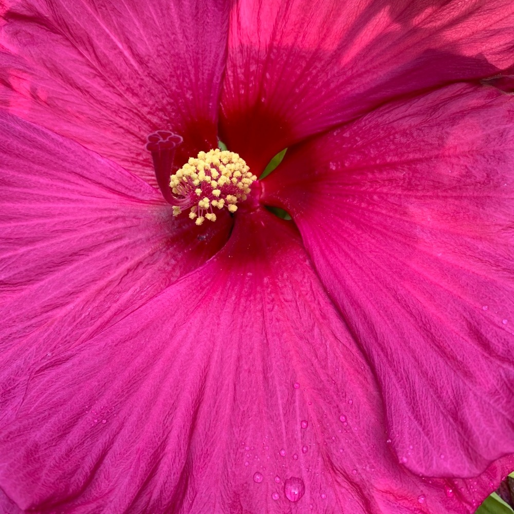 Meet your Posher, Laurel